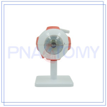 PNT-0661 gute Qualität Menschliches Auge Modell und Teile für den medizinischen Gebrauch